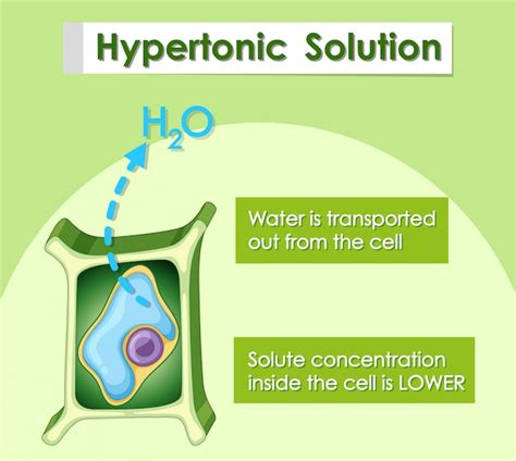 Free Vector | Diagram showing hypertonic solution