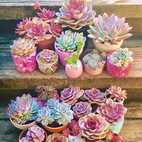 25 Types of Succulents & How to Grow It for Beginners | Succulents, Succulents indoor, Succulent ...