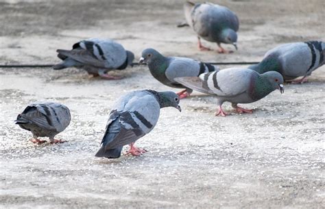 Pigeons Feeding Dove - Free photo on Pixabay