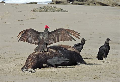 All About the Diet of the Turkey Vulture - Avian Report