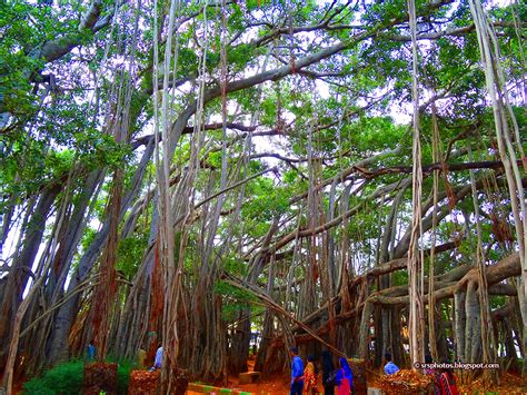 Big Banyan Tree, Bengaluru