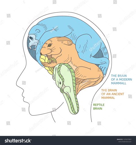 Structure Human Brain Result Evolution Visual Stock Vector (Royalty Free) 1379377853 | Shutterstock