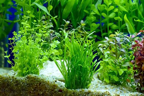 The Top 10 Best Plants for Betta Fish | Fishkeeping World