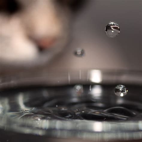 My cat loves water | + Website + Facebook + Twitter (CC) Cre… | Flickr