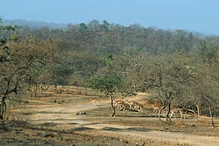 Geography Of Gir Forest National Park... - Gir Forest - Only One Place Of Asiatic Lions