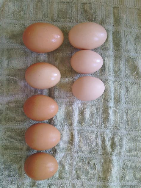 Rhode Island Red eggs are slightly smaller than the Barred Rock eggs and about the same colors ...