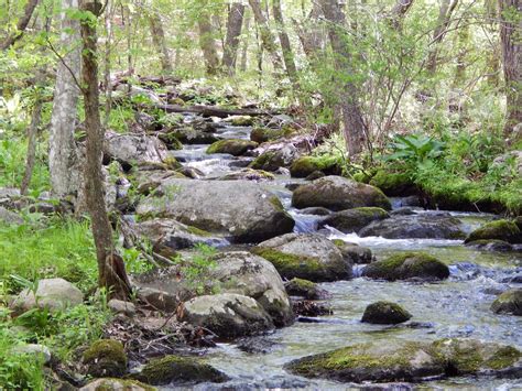 Small Stream Reflections: "Brook Trout Forest"....all's well.