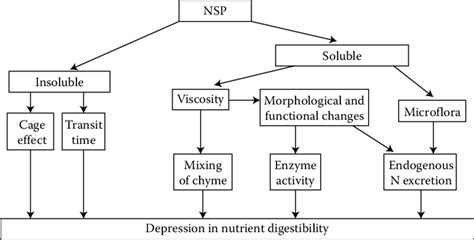 5 Mechanism of action of nonstarch polysaccharides (NSP). | Download ...