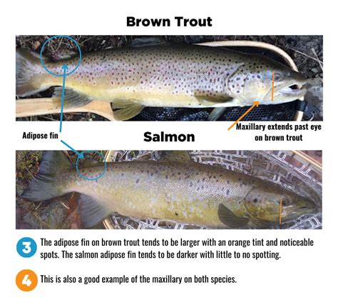 Landlocked Salmon and Brown Trout – Tips for Identifying Your Catch ...