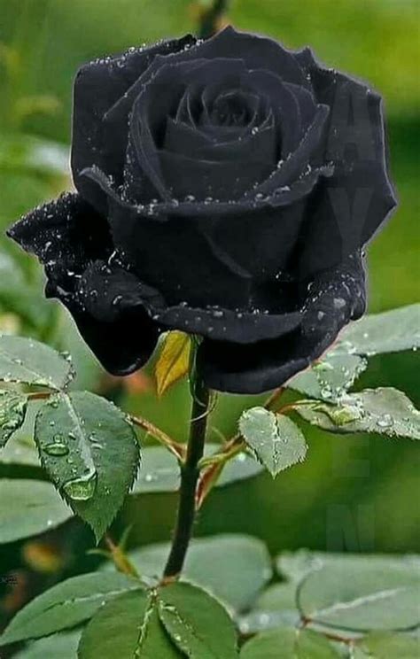 Black Rose Flower: Meanings, Symbolism, and Significance