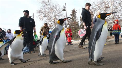 Penguin Walk returns at Calgary Zoo - YouTube