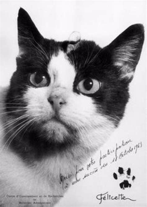 Fundraiser for Statue Honoring the First Cat in Space Starts