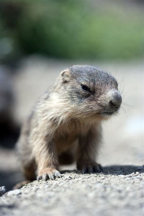 Baby marmot close-up stock image. Image of mammal, beautiful - 11384833