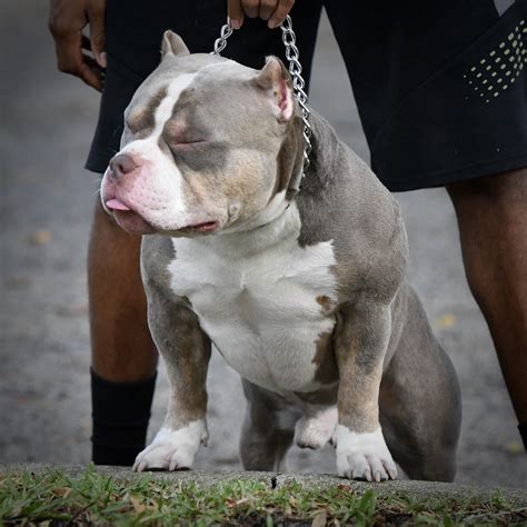 AMERICAN BULLY BREEDINGS: THE BEST POCKET BULLY PUPPIES FOR SALE ...