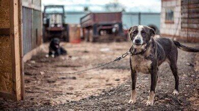 Petition · Rescue Neglected Animals Suffering in Harsh Conditions ...