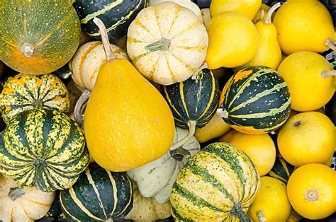 The Best Ideas for Winter Squash Types – Best Round Up Recipe Collections