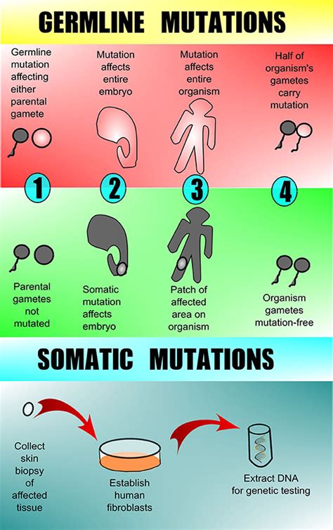 Frontiers | A Primer on a Comprehensive Genetic Approach to Vascular Anomalies