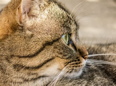 Wallpaper : cat, face, profile, striped 4000x3000 - - 994008 - HD Wallpapers - WallHere