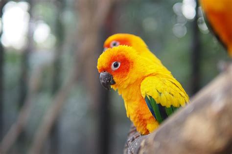 Sun Conure Care Guide: 10 Essential Tips for a Healthy and Happy Parro – The Posh Perch