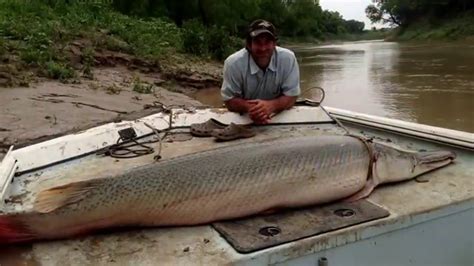 Unbelievable! But These 10 Biggest Alligator Gars Exist! – BiggestVerse