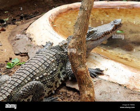 Crocodile a Predator Animal Stock Photo - Alamy