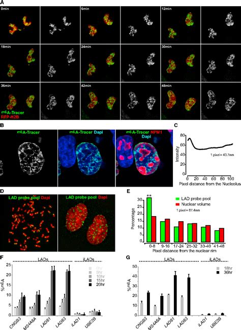 Figure 1 from Single-Cell Dynamics of Genome-Nuclear Lamina ...