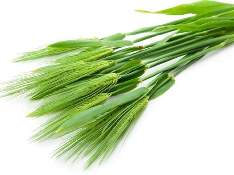 9 Surprising Benefits of Barley Grass | Organic Facts