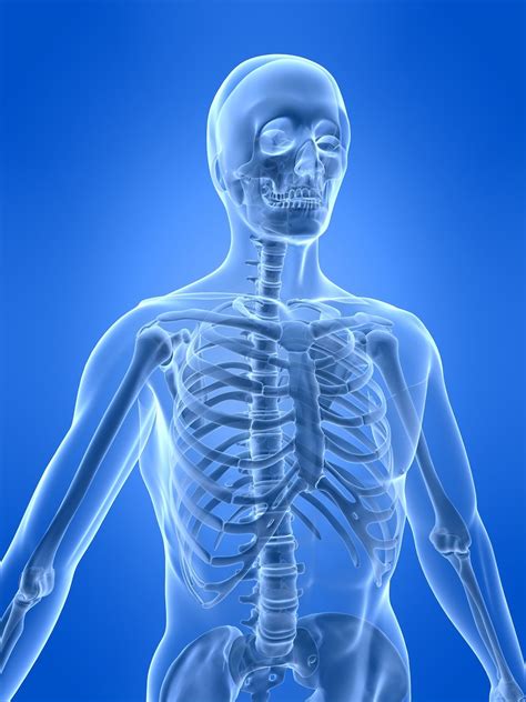 The Human Skeletal System | Live Science