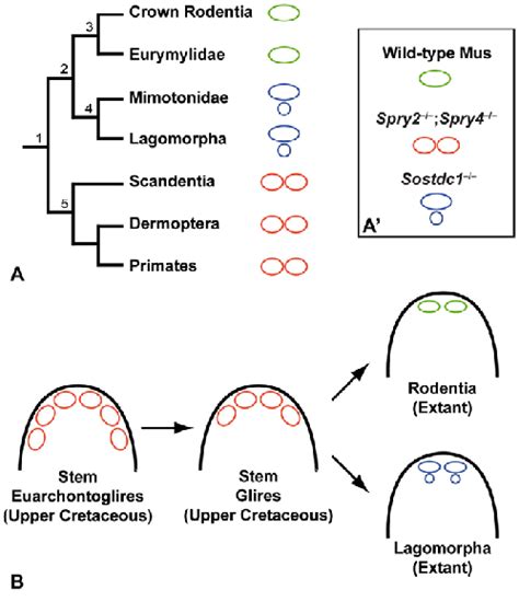 Upper incisor evolution in Euarchontoglires. (A) Phylogenetic tree of... | Download Scientific ...