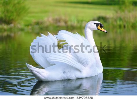 Lake White Swan Stock Photo (Edit Now) 639708628