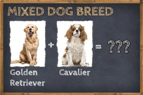 Golden Retriever Cavalier Mix (Golden Cavalier) Info, Pictures, & Facts ...