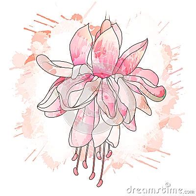 Fuchsia Flower Drawing Stock Vector - Image: 42377830