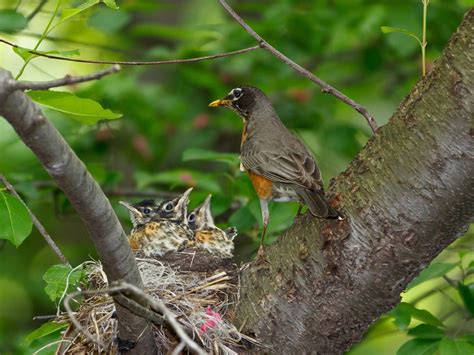 American Robin Nesting (All You Need To Know) | Birdfact