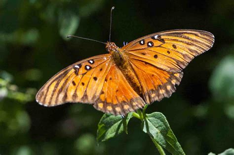 Window on a Texas Wildscape: Fall butterflies