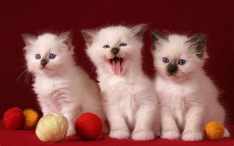 3 Cute Kittens HD desktop wallpaper : Widescreen : High Definition : Fullscreen