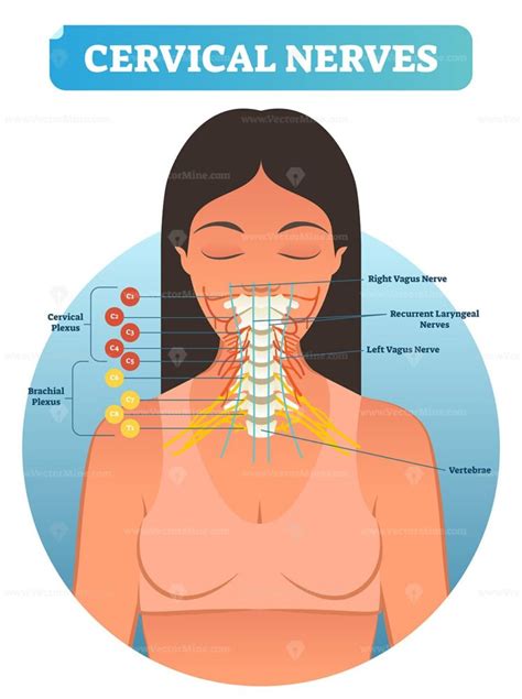 Cervical nerves medical anatomy diagram vector illustration - VectorMine