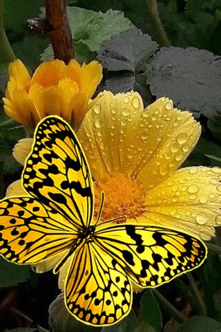 Цветок и бабочка | Beautiful butterflies, Butterfly pictures, Beautiful gif