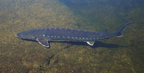 Species Spotlight: Shortnose sturgeon | Mass.gov