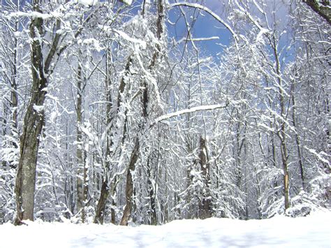 Snow in the WV Mountains, so quiet! | West virginia, Snow, Mountains