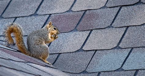 How Pests Can Damage Your Home | Classic Pest Control & Insulation