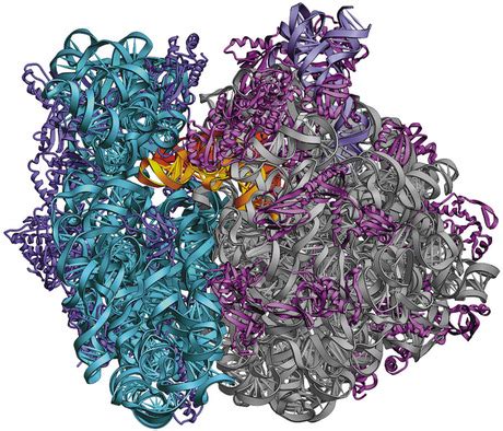 Revealing the Ribosome