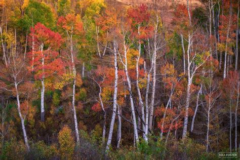 Fireworks | Aspen Trees | Ridgway, Colorado | Max Foster Photography