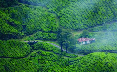 honeymoon-packages-to-kerala-munnar | Honeymoon Packages Kerala