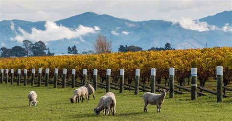 Marlborough Wine Region - GO LIVE IT