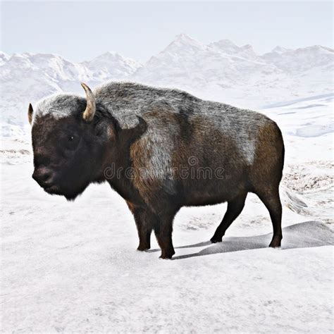 Buffalo in the snow stock illustration. Illustration of wildlife - 14710800