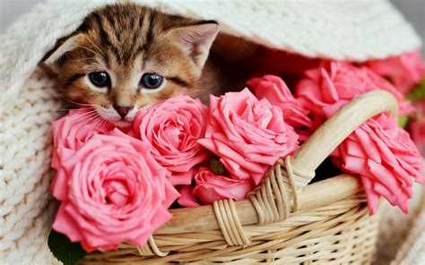 kittens, roses, cats, HD Wallpaper | Rare Gallery