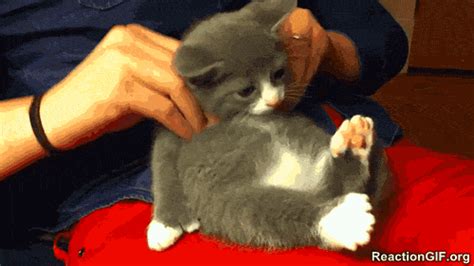 Stressed Cat GIF - Find & Share on GIPHY