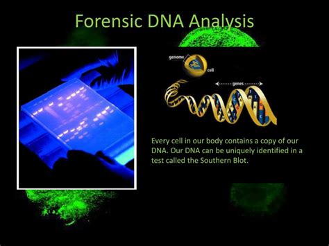 PPT - Forensic DNA Analysis PowerPoint Presentation, free download - ID:2752437