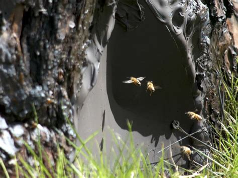 Africanized bees swarm into River Oaks, other upscale areas around Houston