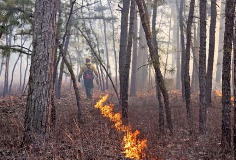 Fire in the Pinelands? Controlled Burn Season Begins